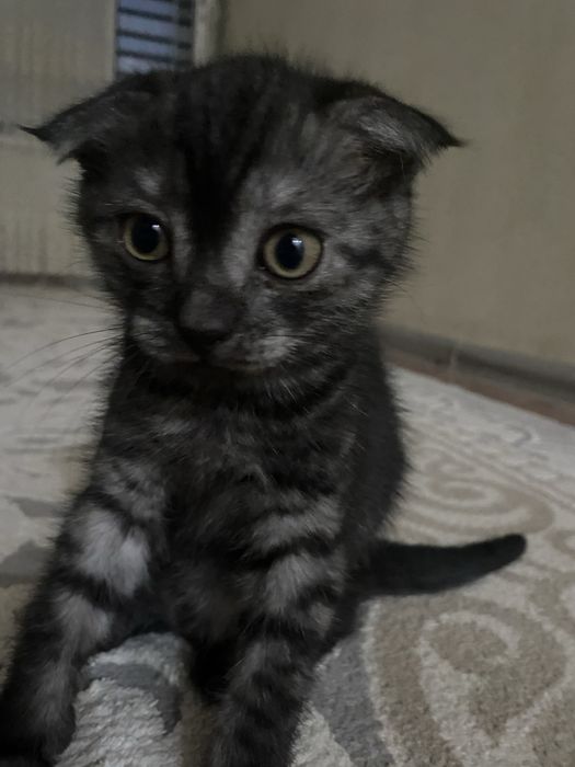 Вислоухая котенок