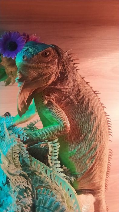 Продам красную Игуану.