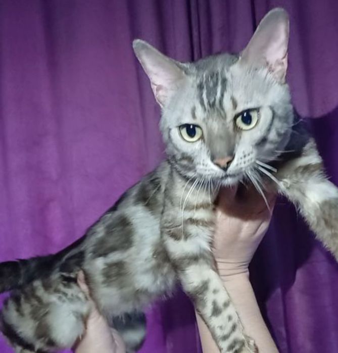 Продам Бенгальского кота (серебро)