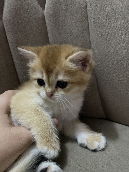 Продам Британские котята шиншилла
