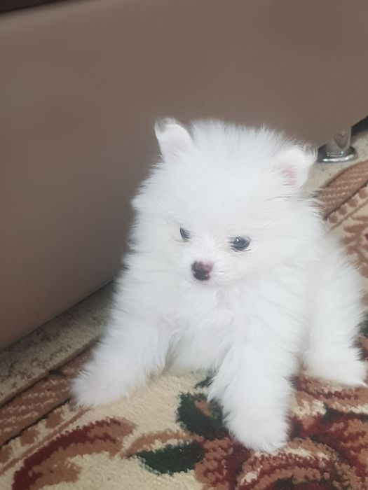 Шпиц Немецкий , Чисто кровны