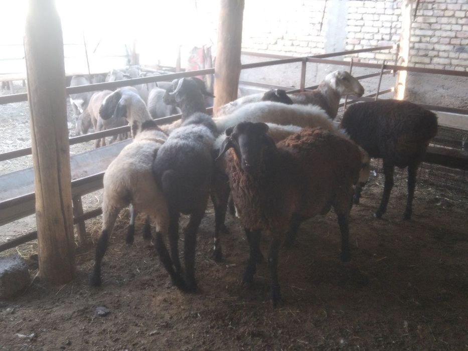 Кучкорлар сотилади