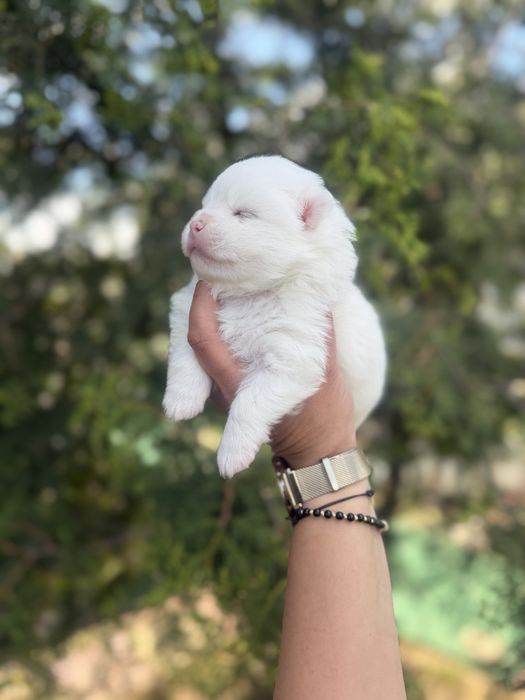 Pomeranian mascul