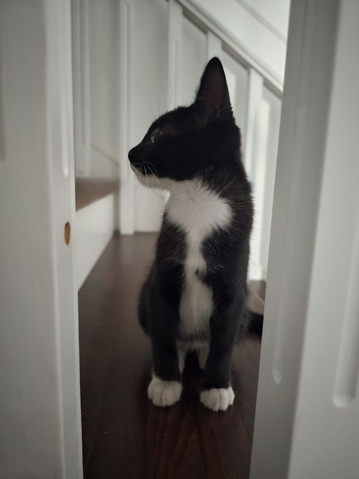 Котёнок 2,5 месяца. Чистый .