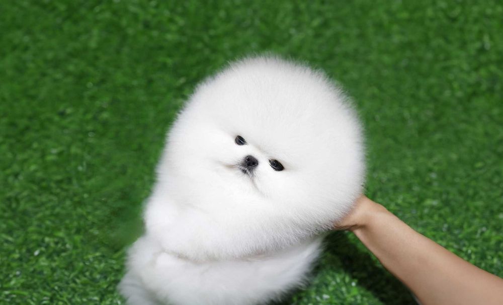 Pomeranian - Catei de  Rasa Pura - Pedigree FCI