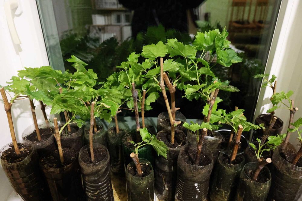 Вкоренени лози. Руски, Украински и Американски сортове.