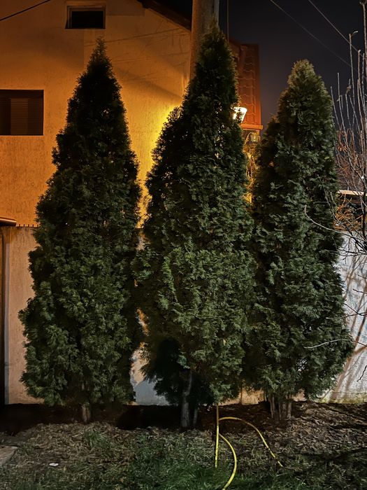 Tuia smarald de vanzare