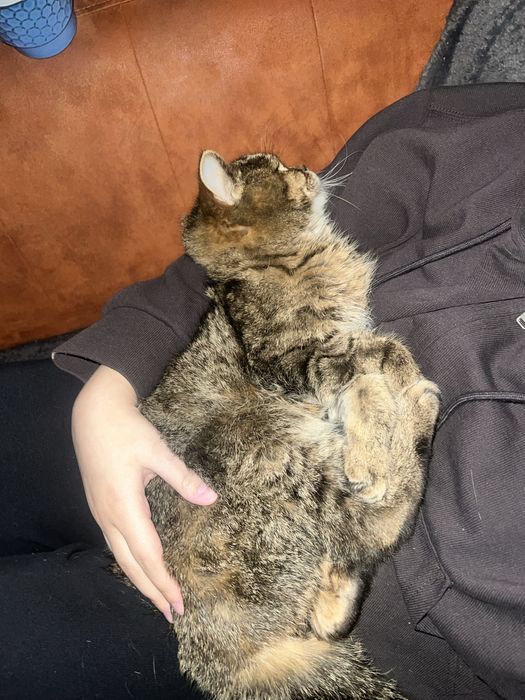 Отдам кота в добрые руки