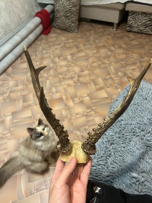 Рога оленьи разные