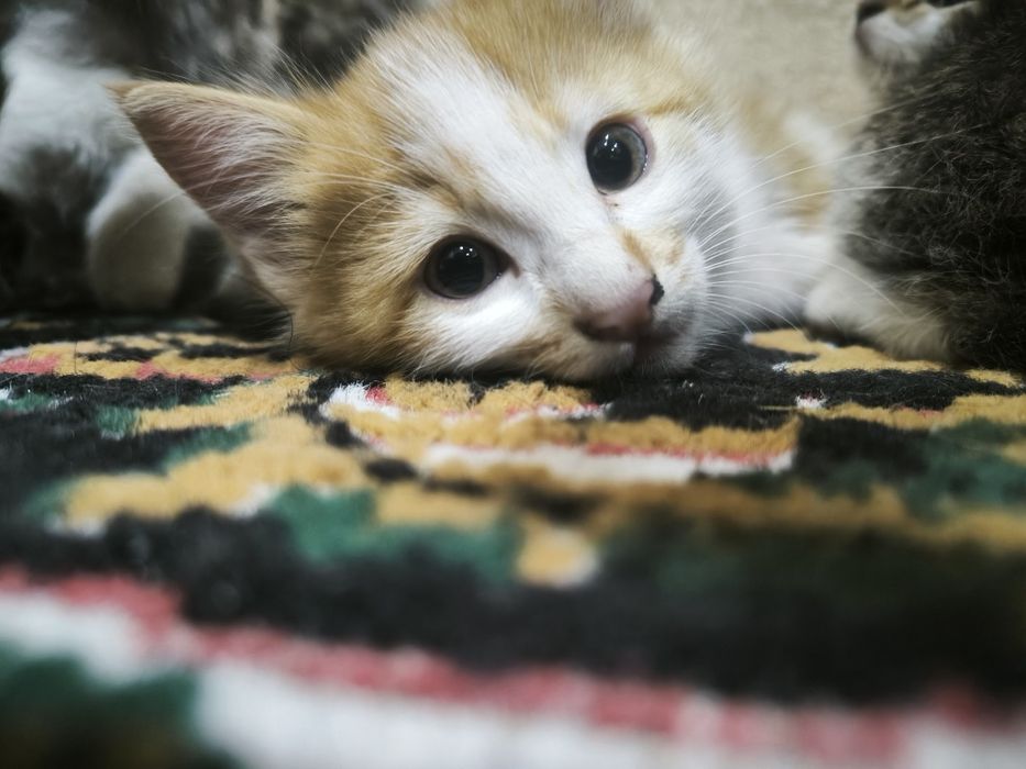 Кошки 50 000 сум