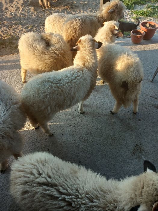 Vand i Miei românești