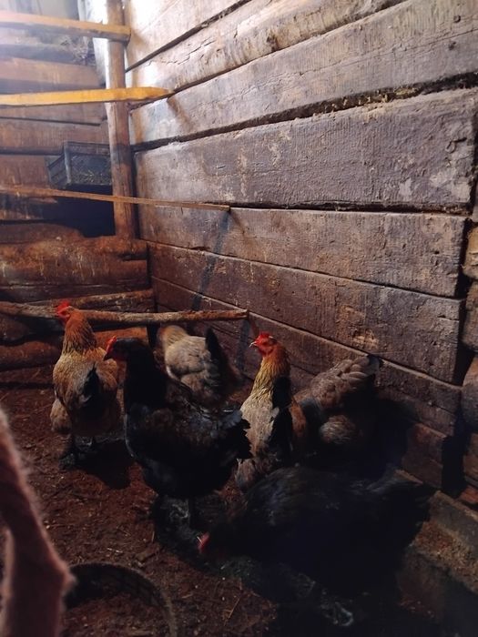 Продам домашних курочек