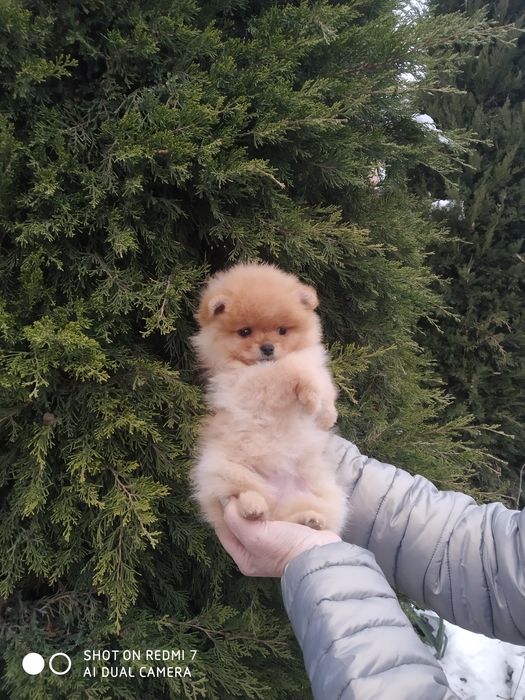 Щенки померанского шпица