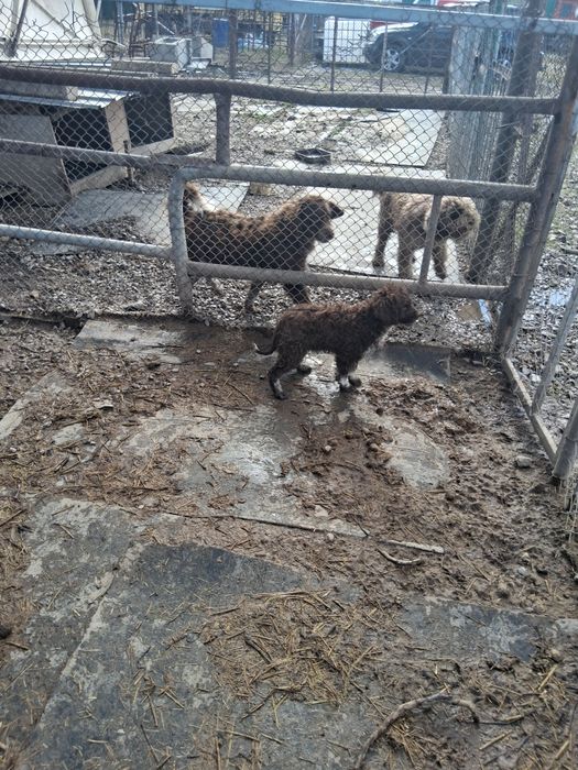 Продавам кучета Лагото Романьоло от работещи родители.