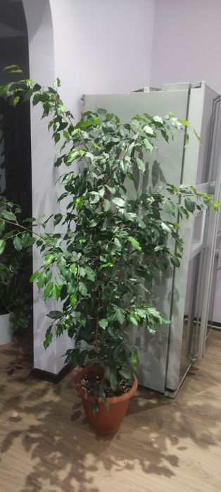 Фикусы  Бенджамина