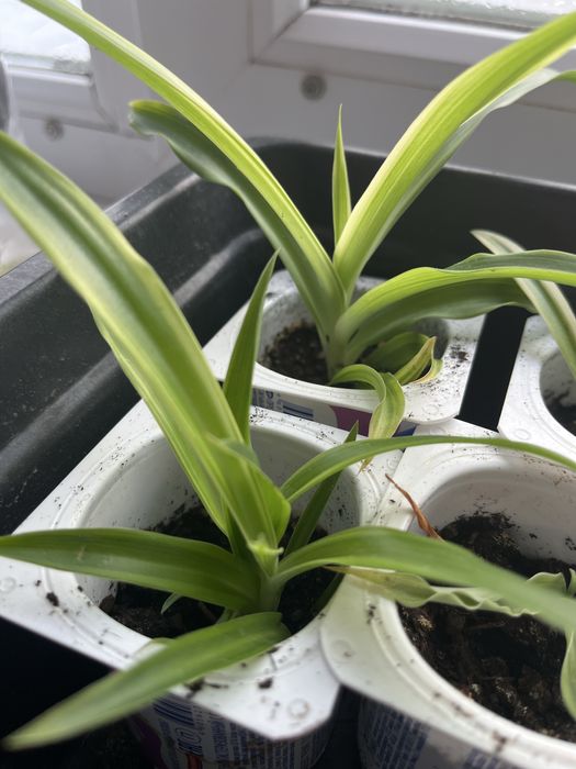 Хлорофитум продам или обменяю