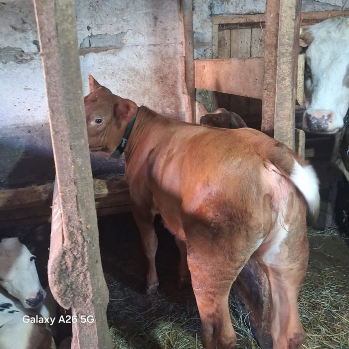 Vând un vițel și 3 vitele