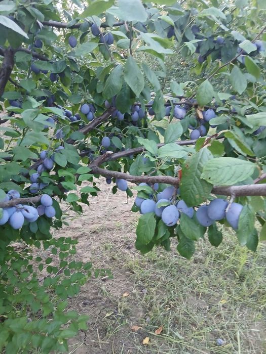 Prune. Soi Piteștean și centenar.