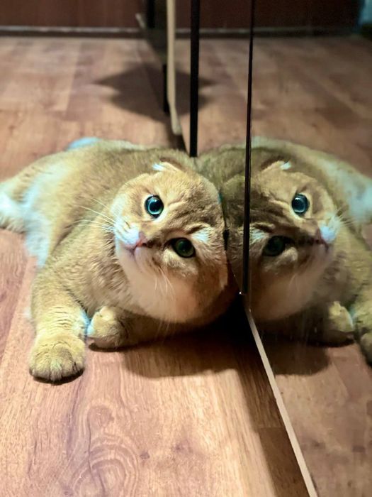 Вязкага!!! Сотилмайди!!!