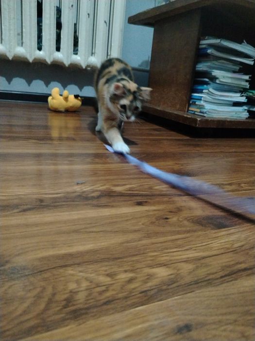 Отдадим бесплатно