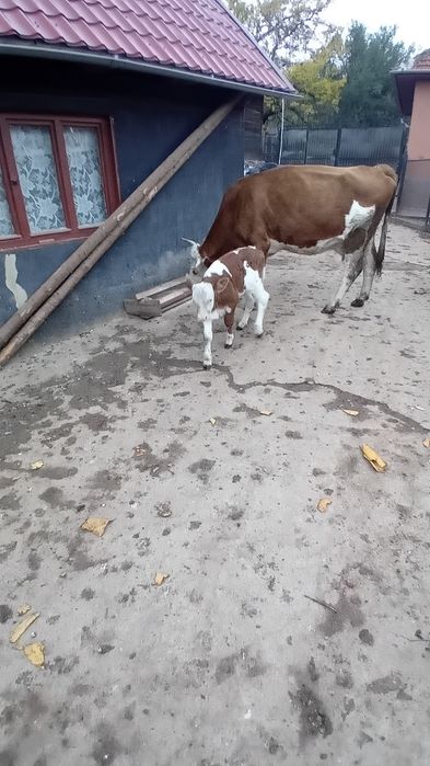 Vînd vacă fătată