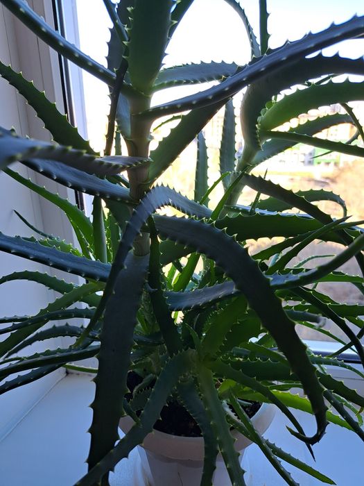 Продаю Алоэ лечебный, 3 года