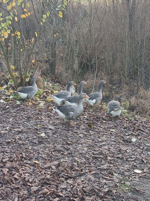 Tineret gasca de vanzare