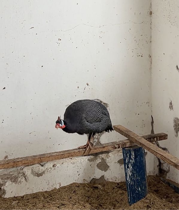 Цесарка Петух Қораз