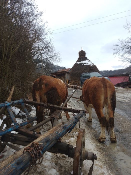 Boi de vânzare Lupsa