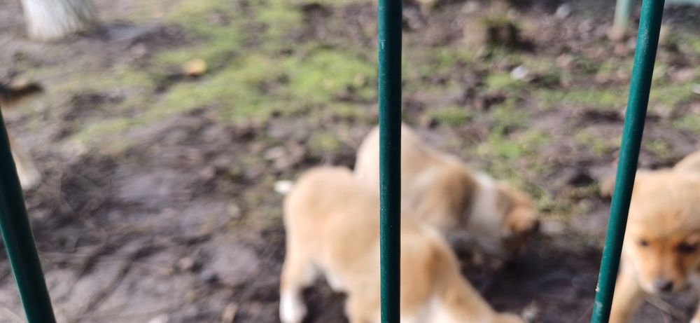 Donez cățeluși talie mica