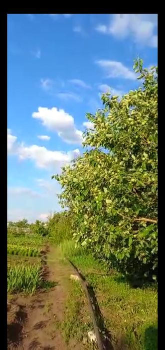 Продам дачу на ПК Союз