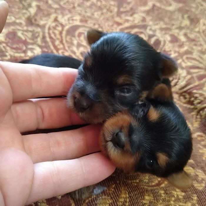 Йоркширский терьер