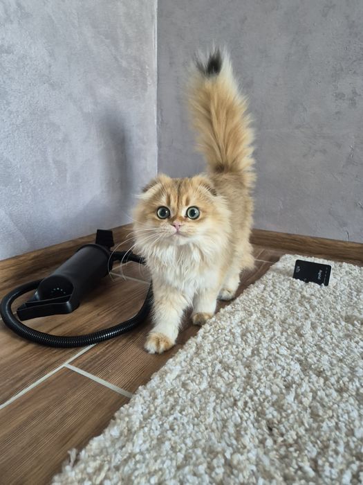 Золотая шиншилла