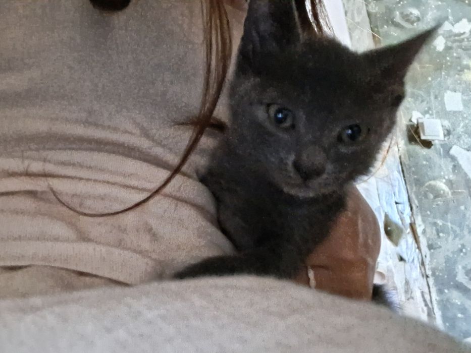 Коты девочка и мальчик