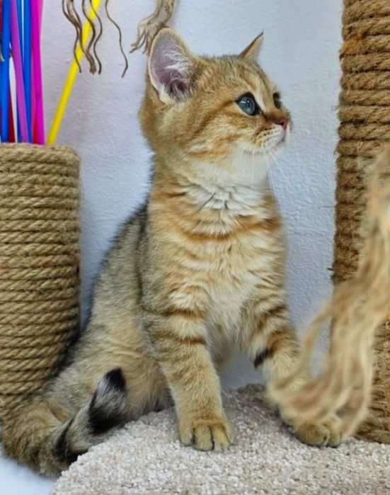 Котята британские