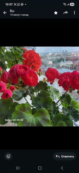 Продам черенки пеларгонии