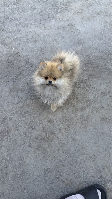 Продам шпица мальчик