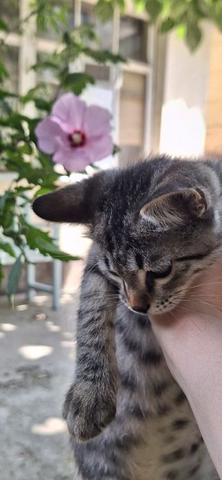 Отдадим котёнка в добрые руки. Мальчик 3 мес.