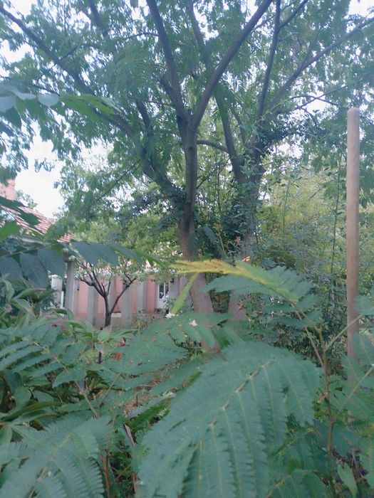 Albizia plante cu radacina nuda an 3