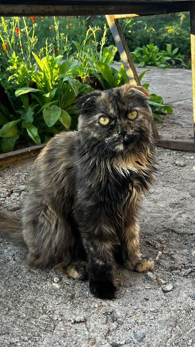 Ищем человека,который не предаст!