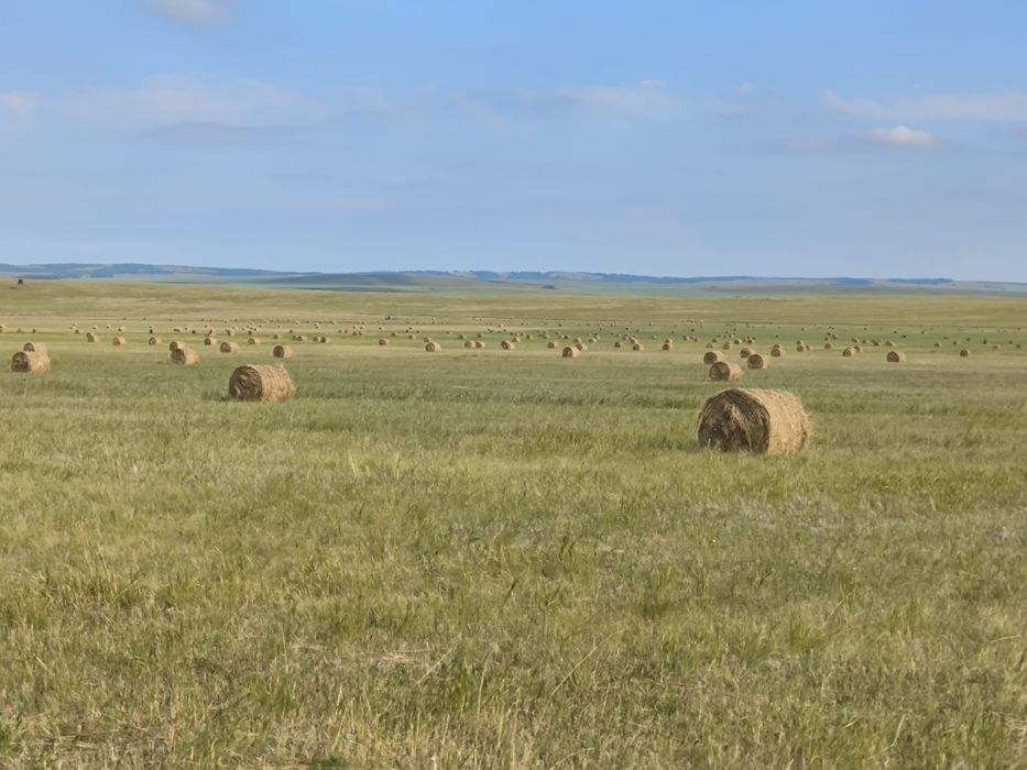 Сено в рулонах 2025