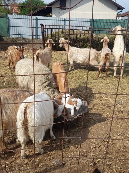 Vând capre bune de tăiat 13 bucati