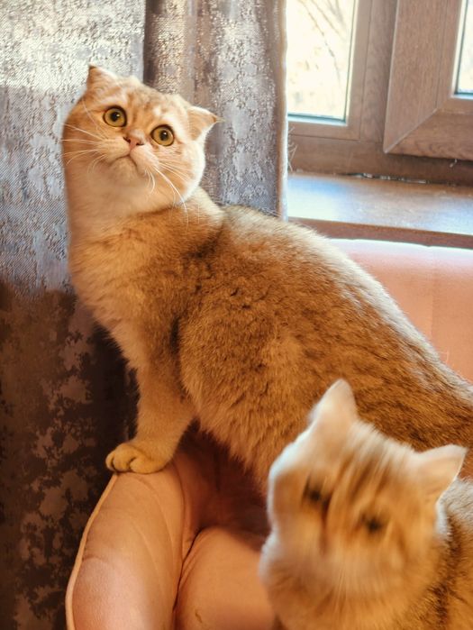 Котёнок Шотландская шиншилла