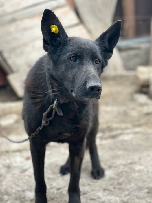 Немецкая овчарка