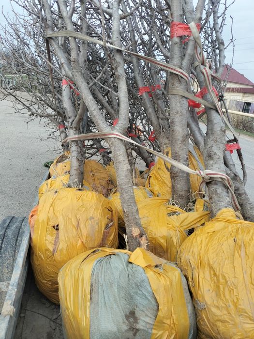 Саженцы  7-8летных