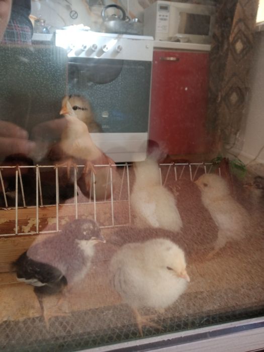 Брудер с циплятами