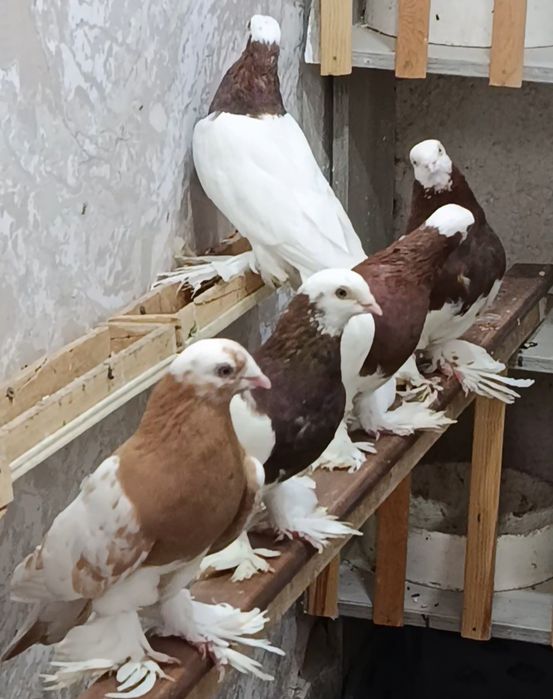 Kabutarla sotiladi QopQon zotla