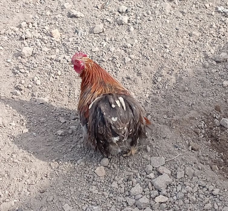 Кролик и петух декоративные