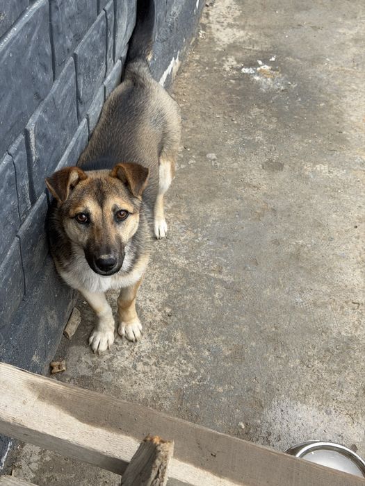 Отдам щенка 6 месяцев