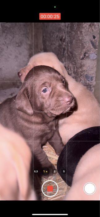 Продам щенки чистокровный лабрадор